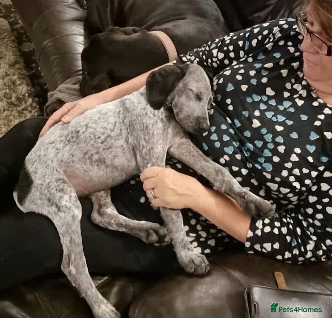Mixed Breed dogs for adoption: Arlo 4 month old pointer cross puppy  - Image 4