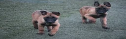 Belgian Shepherd Dog dogs for sale: Pups from JPMANK9  - Advert 5