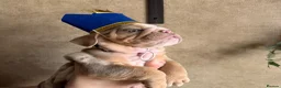 English Bulldog dogs for sale: 🏆 💙KC reg ENGLISH BULLDOG pup parents 🧬 🏅🏆 - Advert 3