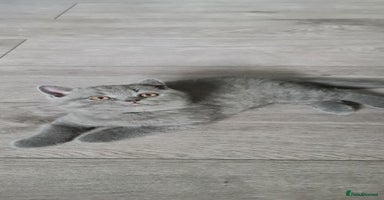 British Shorthair cats - Advert 12