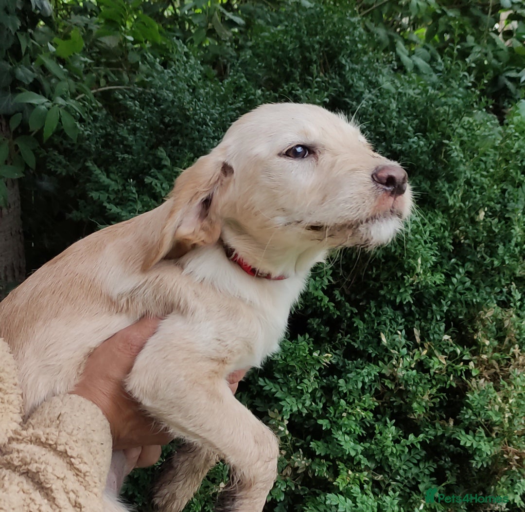 Labradoodle dogs for sale: Labradoodle / Fox Red Labrador X Puppies - Image 22
