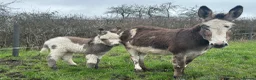 Donkey livestock for sale: STANDARD JENNY FOAL FOR SALE  - Advert 3