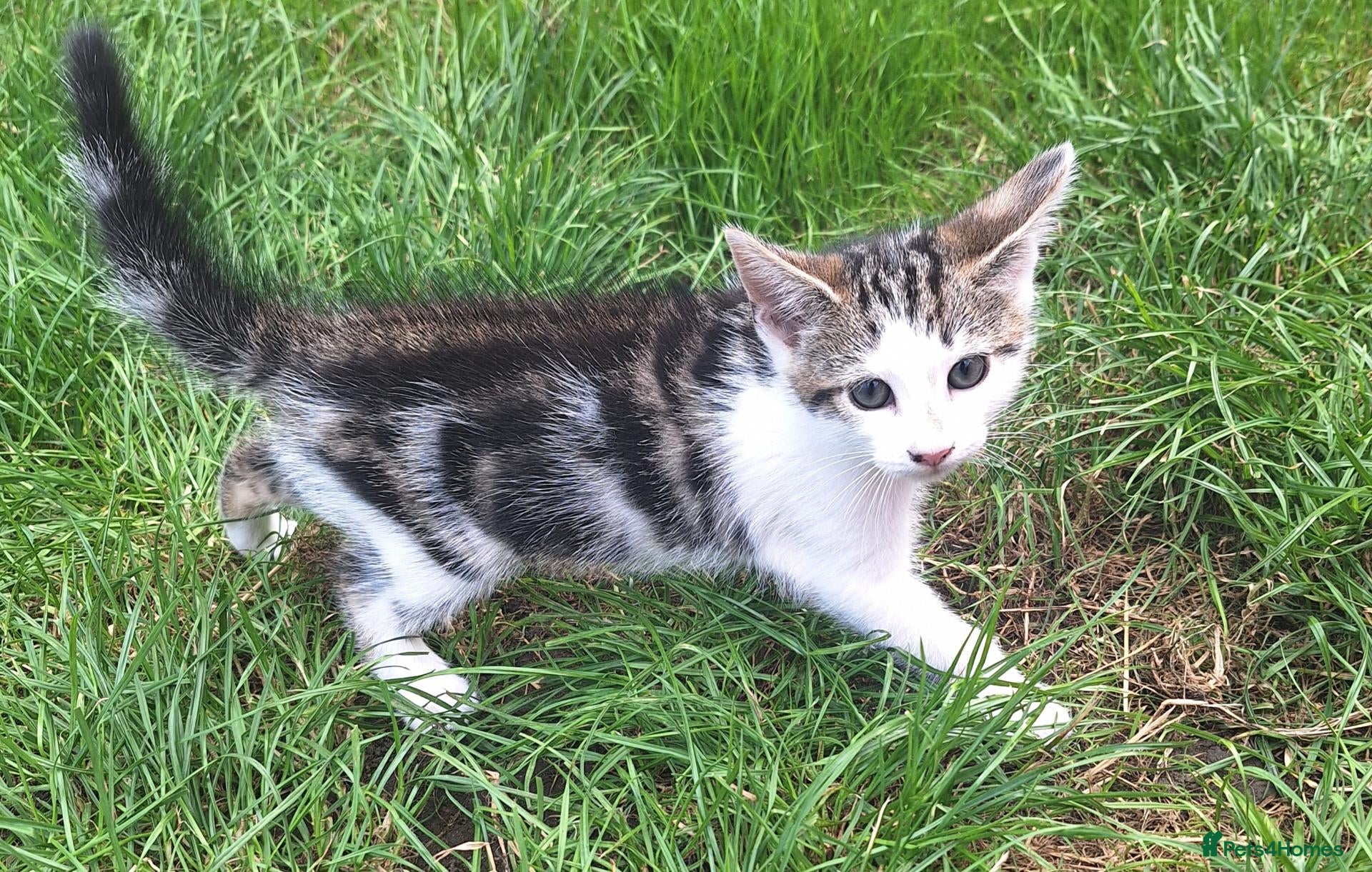 Mixed Breed cats Beautiful kittens  - Advert 15