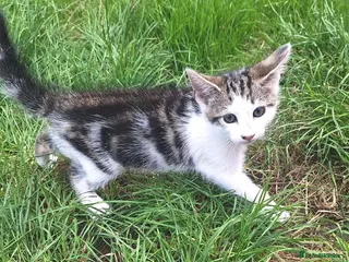 Mixed Breed cats Beautiful kittens - Advert 12