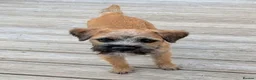 Border Terrier dogs for sale: KC Registered Champion Bloodline pups - Advert 3