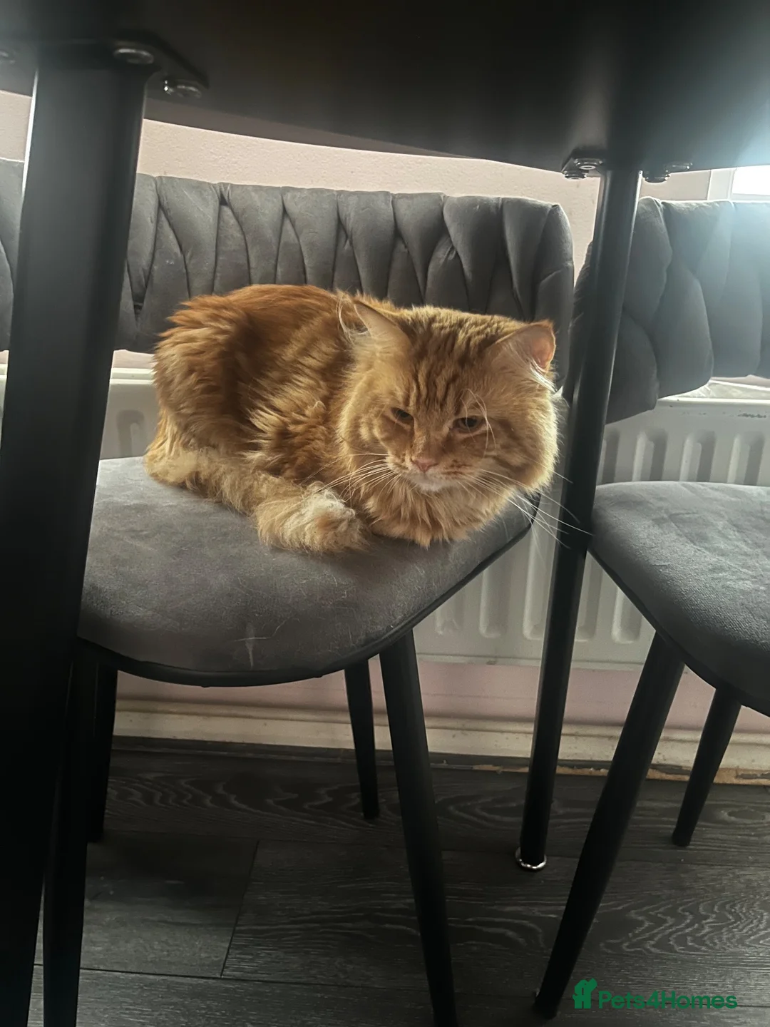Maine Coon cats for sale: stunning maincoon cross bsh babies forsale  - Advert 2