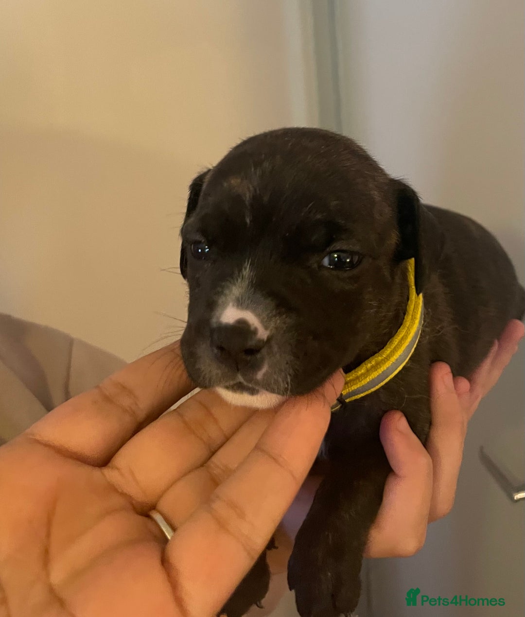 Staffordshire Bull Terrier dogs for sale: Staffordshire/American Staffordshire pups in Harrow - Image 21
