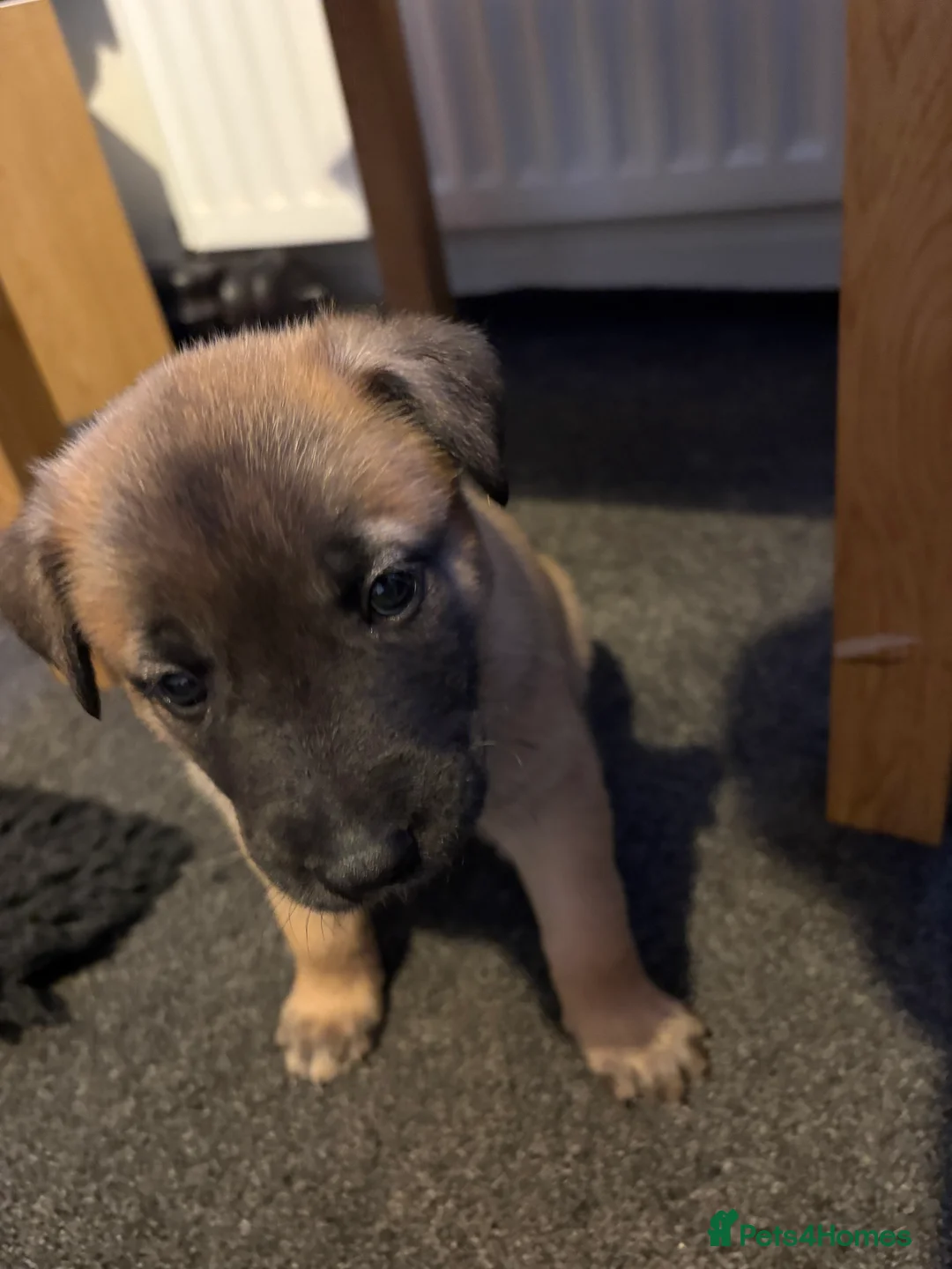 Mixed Breed dogs for sale: Belgium Malinois x Dutch Herder Puppies - Advert 16