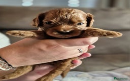 Cavapoo dogs for sale: ⭐️BEAUTIFUL INTENSE RED TOY CAVAPOO PUPPIES⭐️ - Image 6