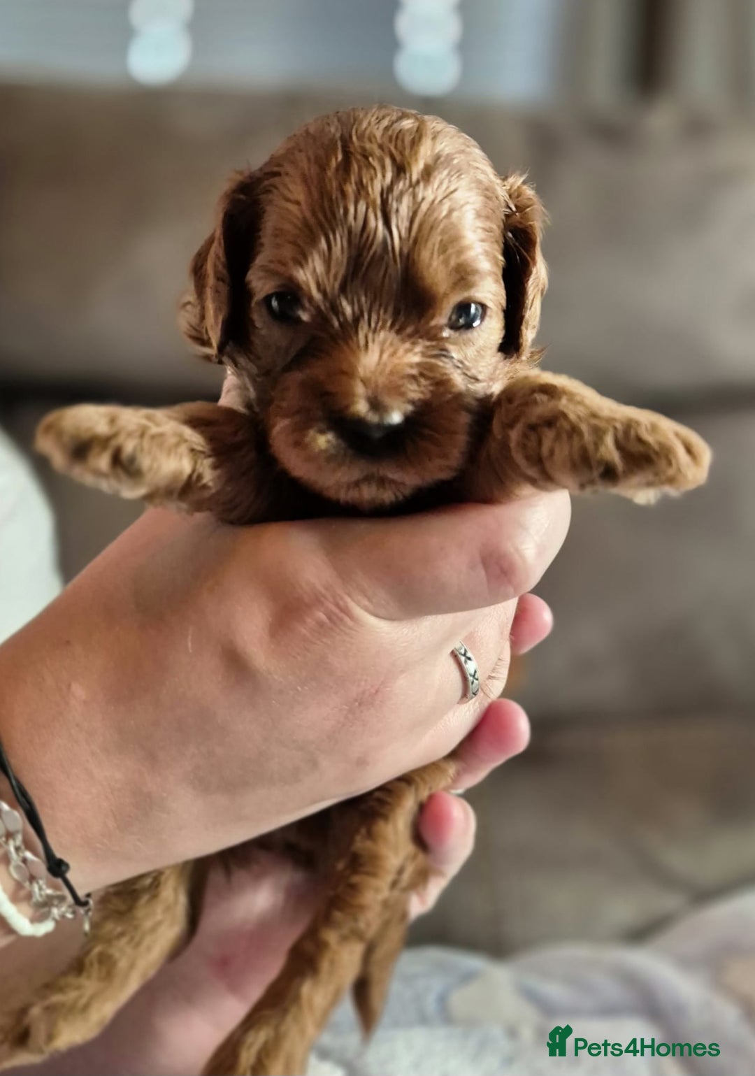 Cavapoo dogs for sale: ⭐️BEAUTIFUL INTENSE RED TOY CAVAPOO PUPPIES⭐️ - Image 6