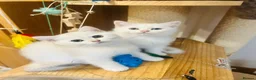 Scottish Fold cats for sale: BEAUTIFUL GIRLS LOOKING FOR FOREVER HOMES - Advert 6