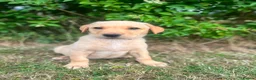 Labrador Retriever dogs for sale: READY TO GONOW 8beautiful labrador kchealthcheaked - Advert 17