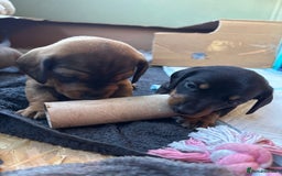 Dachshund dogs for sale: 5 adorable smooth haired dachshund puppies - Image 8