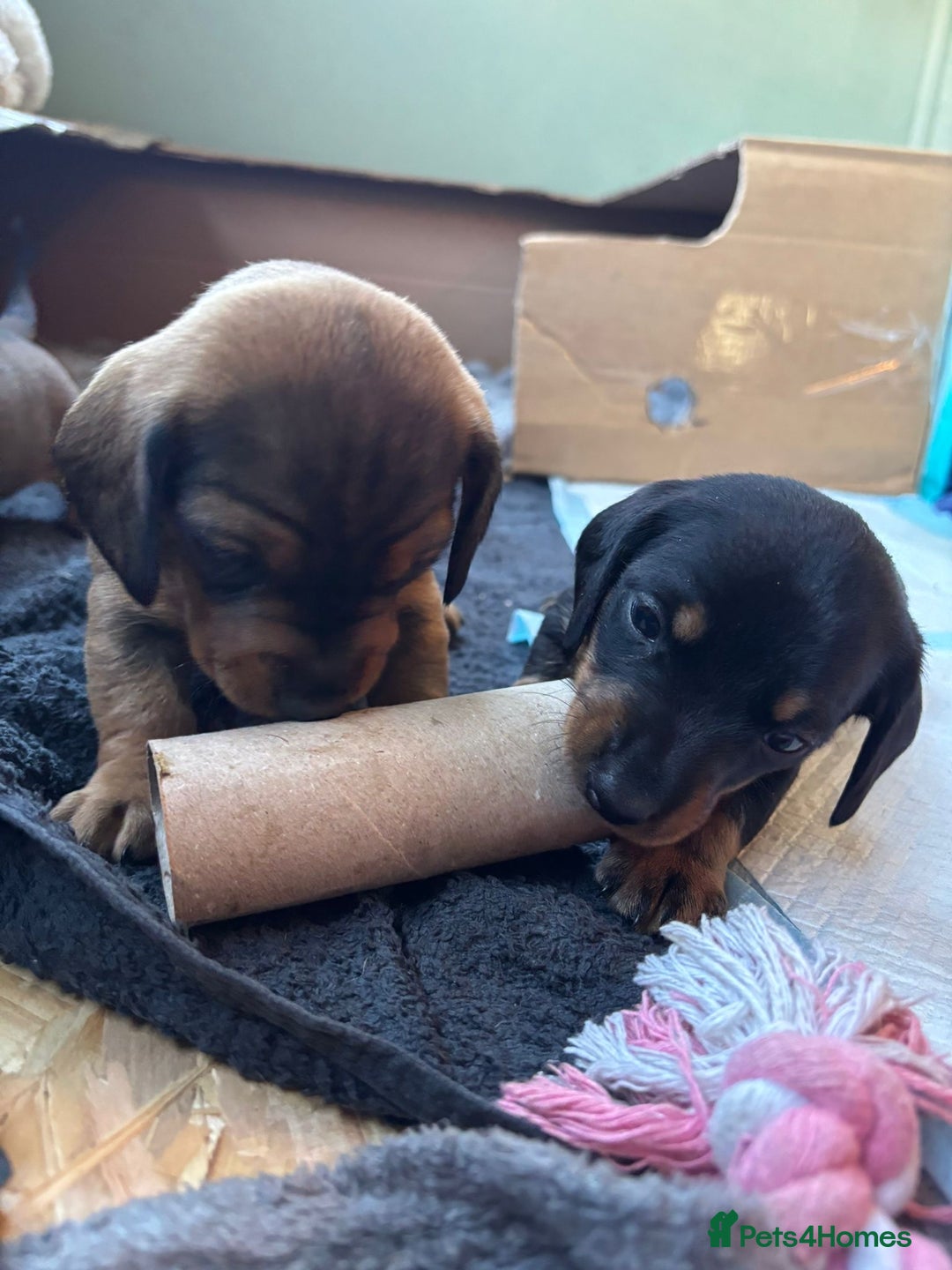 Dachshund dogs for sale: 5 adorable smooth haired dachshund puppies - Image 8