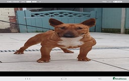 Bull Terrier dogs for stud: Proved Bull Terrier stud x 2 - Image 8