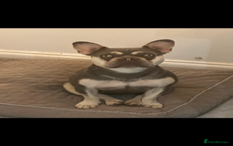 French Bulldog dogs for sale: French bulldog and chihuahua cross pom - Image 2