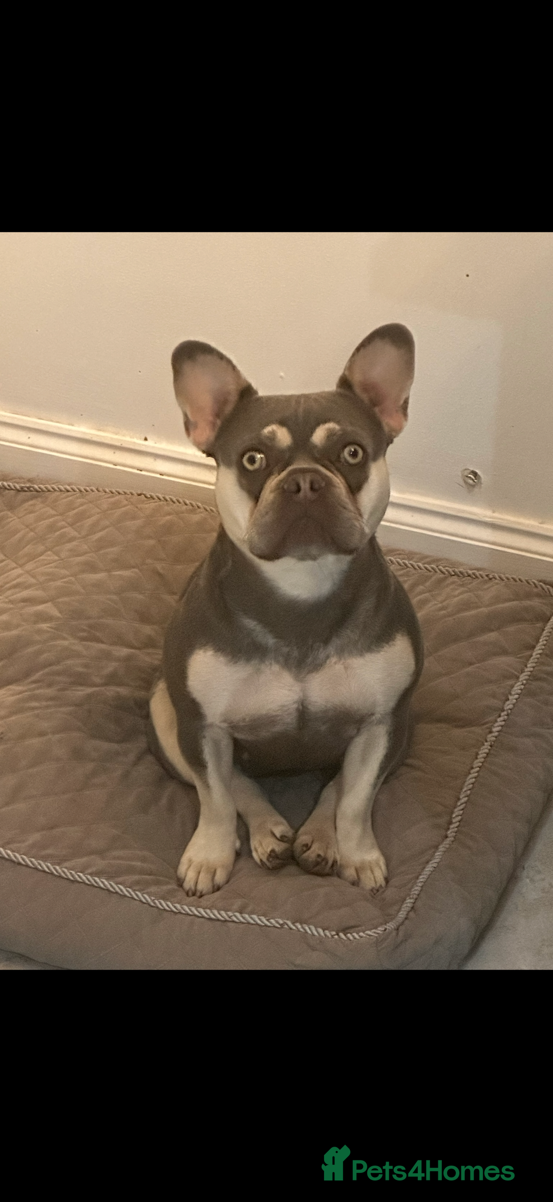 French Bulldog dogs for sale: French bulldog and chihuahua cross pom - Image 2