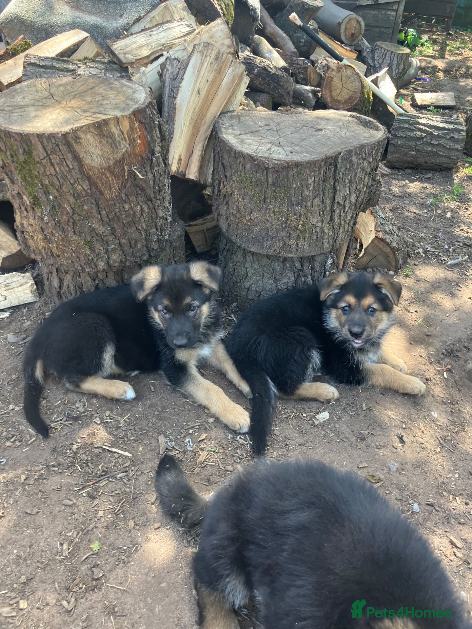 German Shepherd dogs 2 boys 1 girl left Beautiful German shepherd  - Advert 10