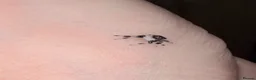Spiders invertebrates for sale: Phidippus Regius Florida Everglades - Advert 14