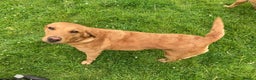 Labrador Retriever dogs for sale: Fox red Labrador  - Advert 3