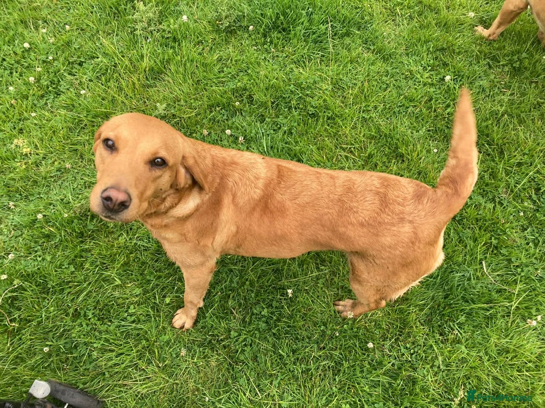 Labrador Retriever dogs for sale: Fox red Labrador  - Advert 3