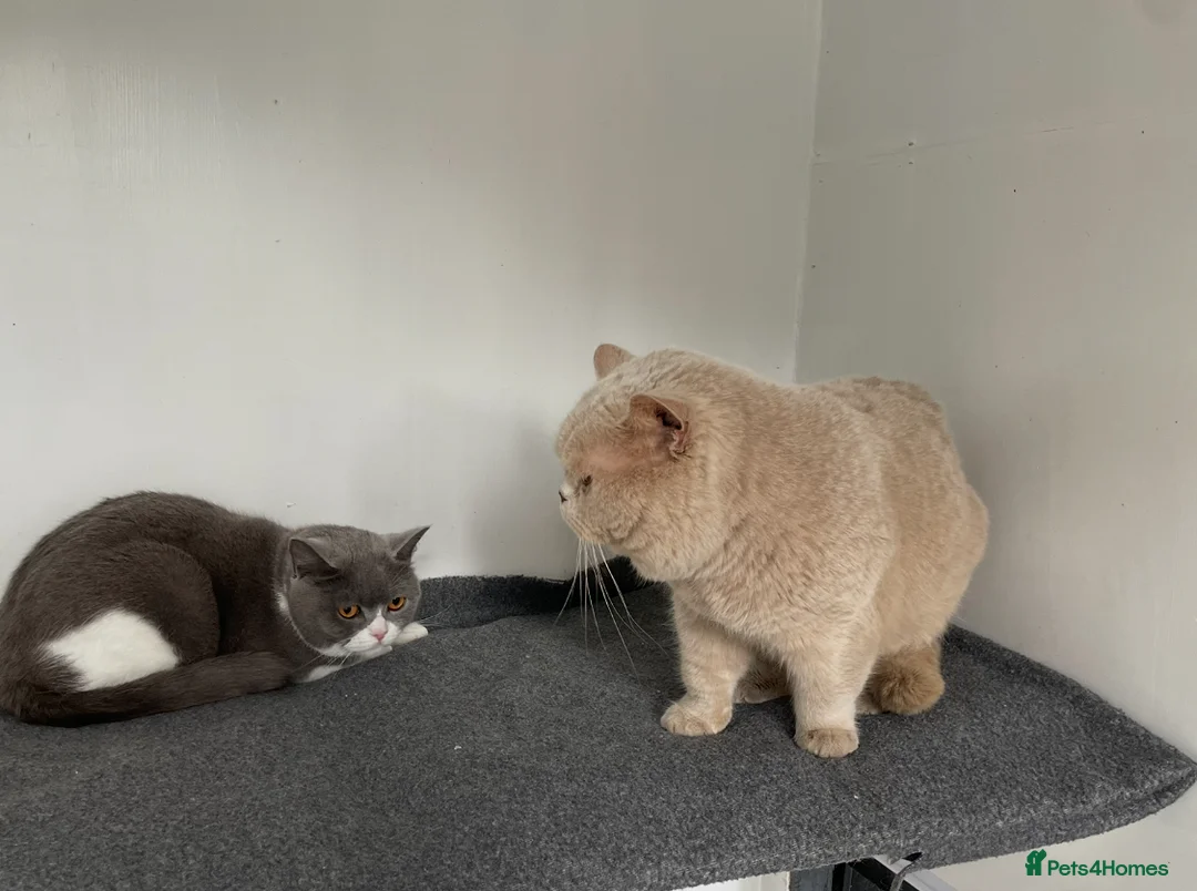 British Shorthair cats for stud: 🔥 GCCF TICA FAWN STUD CARRYING CINNAMON LONGHAIR  in Derby - Advert 6