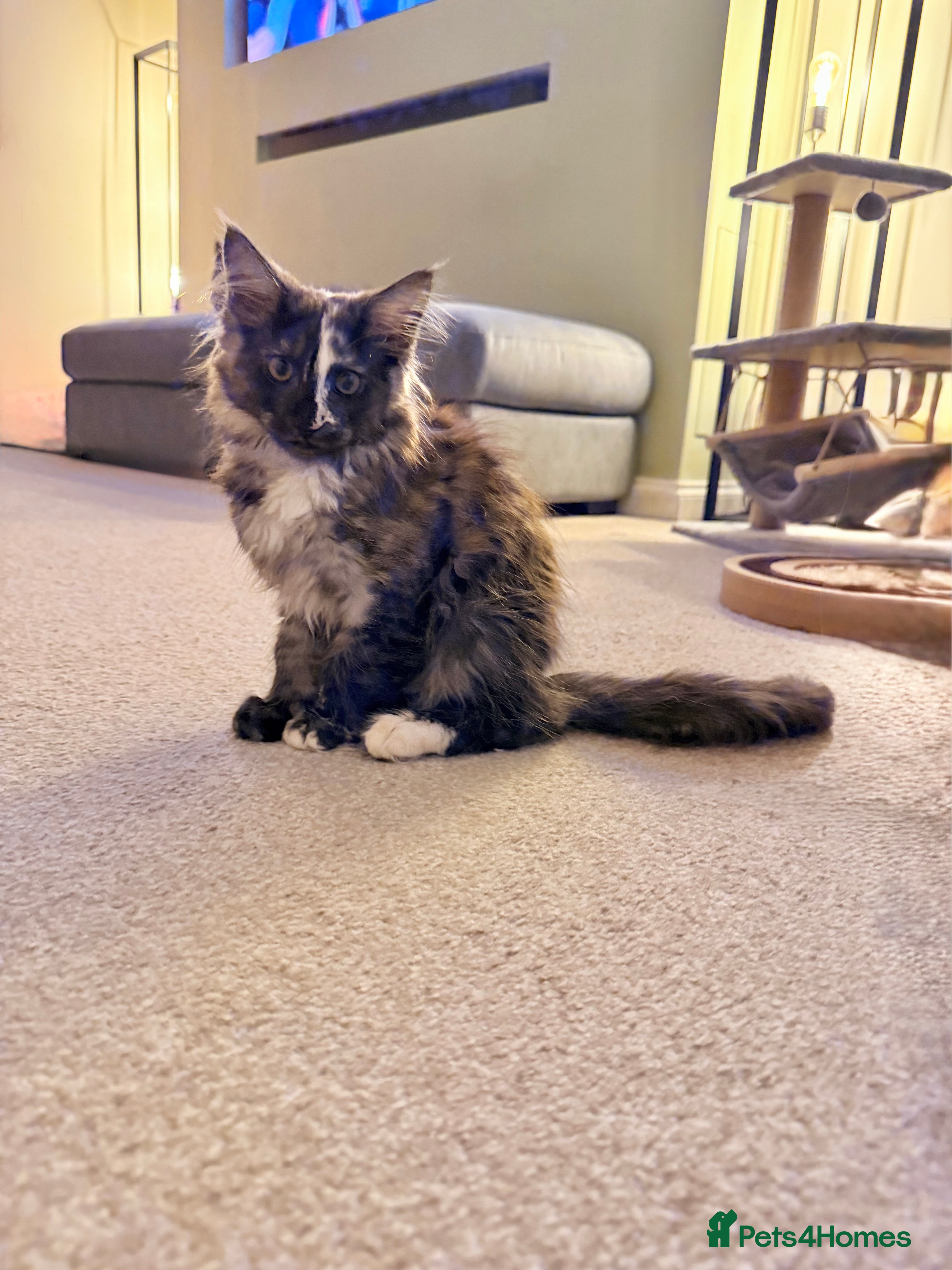 Maine Coon cats Beautiful Maine Coon Kittens ready now - Advert 1