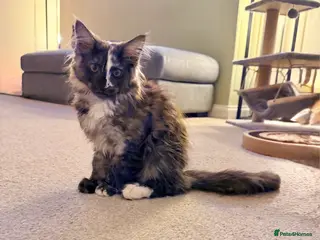 Maine Coon cats Beautiful Maine Coon Kittens ready now - Advert 8