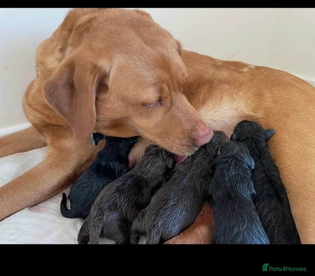 Labrador Retriever dogs for sale: Beautiful lab puppy’s ready to go - Advert 19