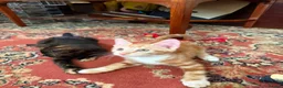 Mixed Breed cats for sale: 4 Beautiful Kittens in Erith - Advert 22