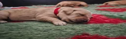 Golden Retriever dogs for sale: Kc fox red, golden & white golden-retriever puppys - Advert 21