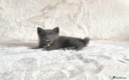 Pomsky dogs for sale: Adorable small f3 Pomsky puppies for sale  - Image 7