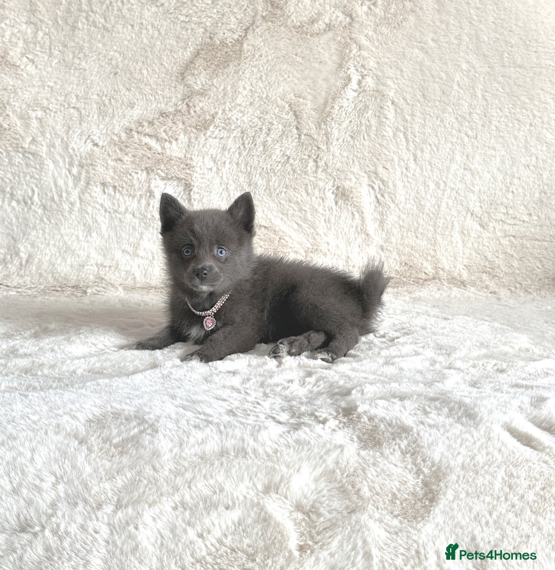 Pomsky dogs for sale: Adorable small f3 Pomsky puppies for sale  - Image 7