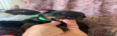 Rottweiler Puppy 5