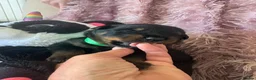 Rottweiler dogs for sale: Stunning litter of Rottweiler babies  - Advert 5