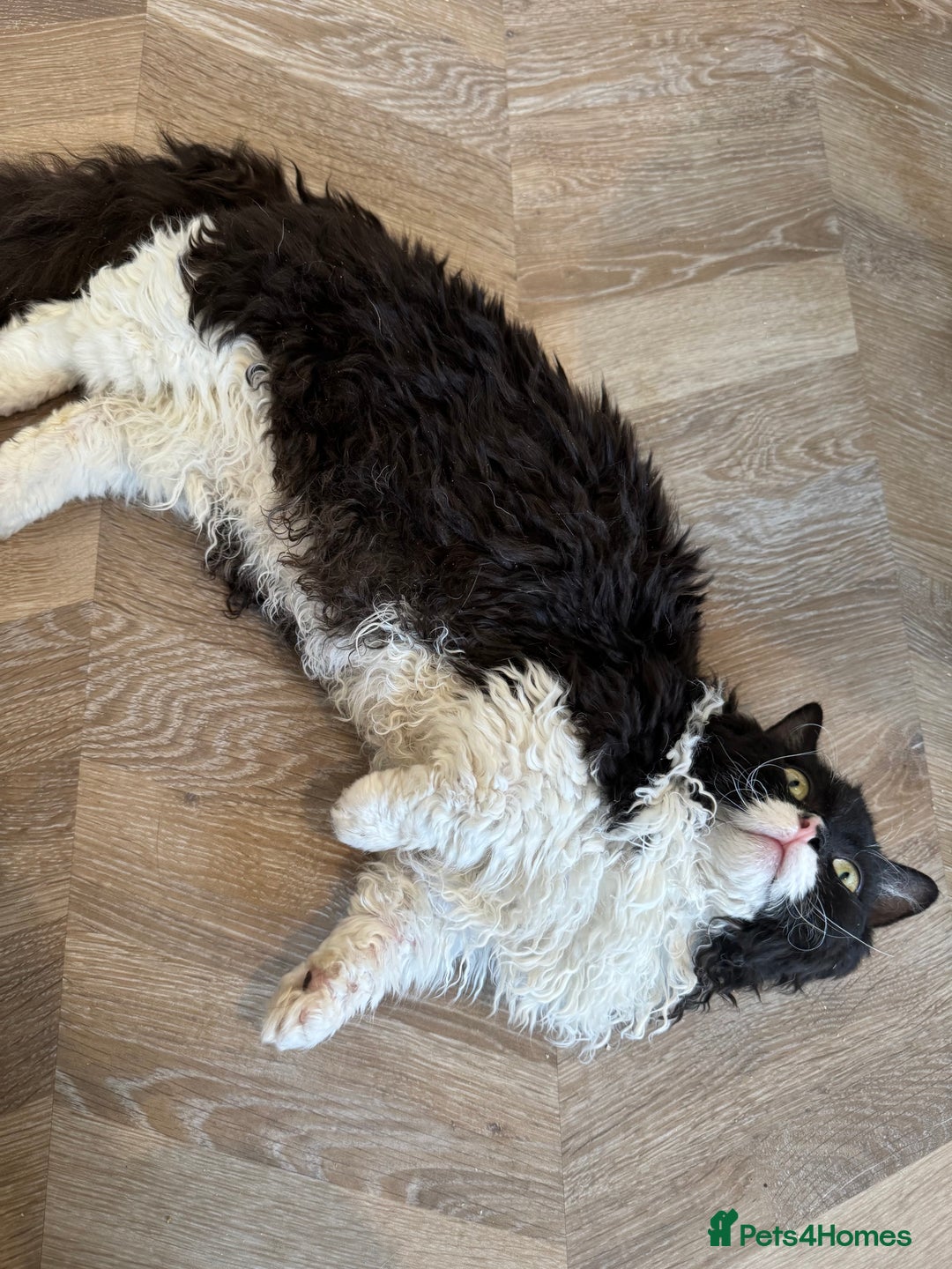 Munchkin cats for stud: Lambkin for stud  - Image 1