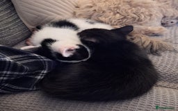 British Shorthair cats for sale: 6 Kittens - Image 7