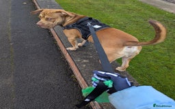 Mixed Breed dogs for sale: Medium size dog  - Image 2