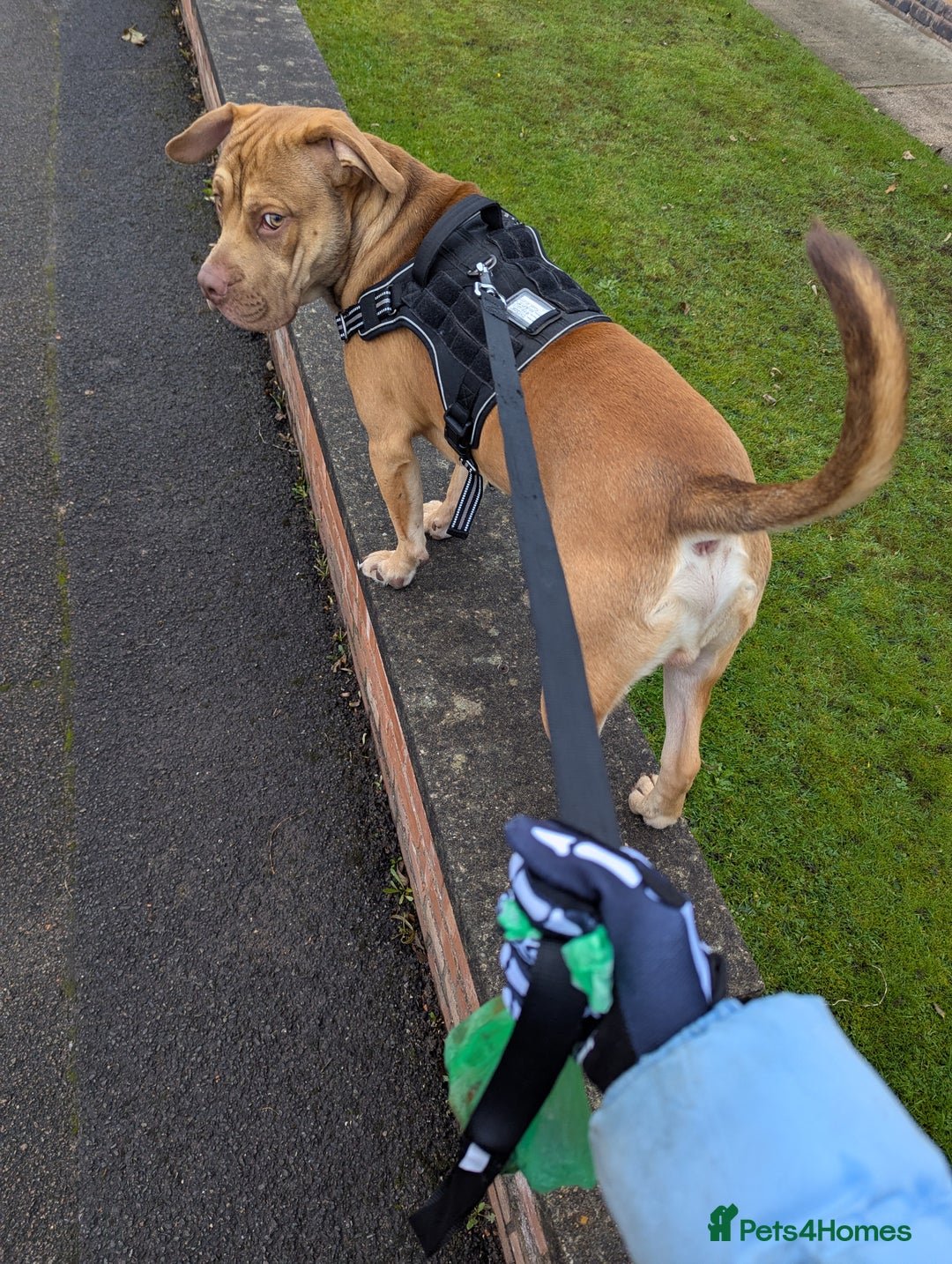 Mixed Breed dogs for sale: Medium size dog  - Image 2