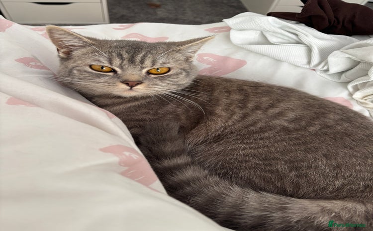British Shorthair cats - Advert 8