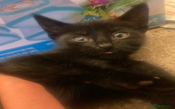 Domestic Shorthair cats for sale: Shadow  - Image 4
