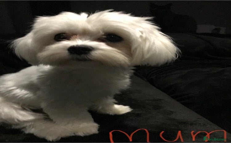Maltese dogs - Advert 1