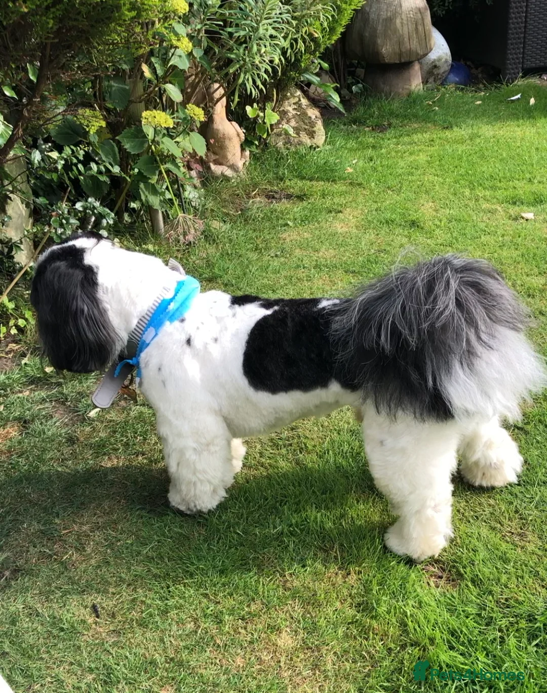 Lhasa Apso dogs for stud: Proven KC Registered Lhasa Apso Stud Toby in York - Advert 5