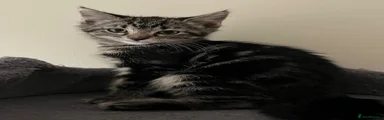 Mixed Breed Kitten 4