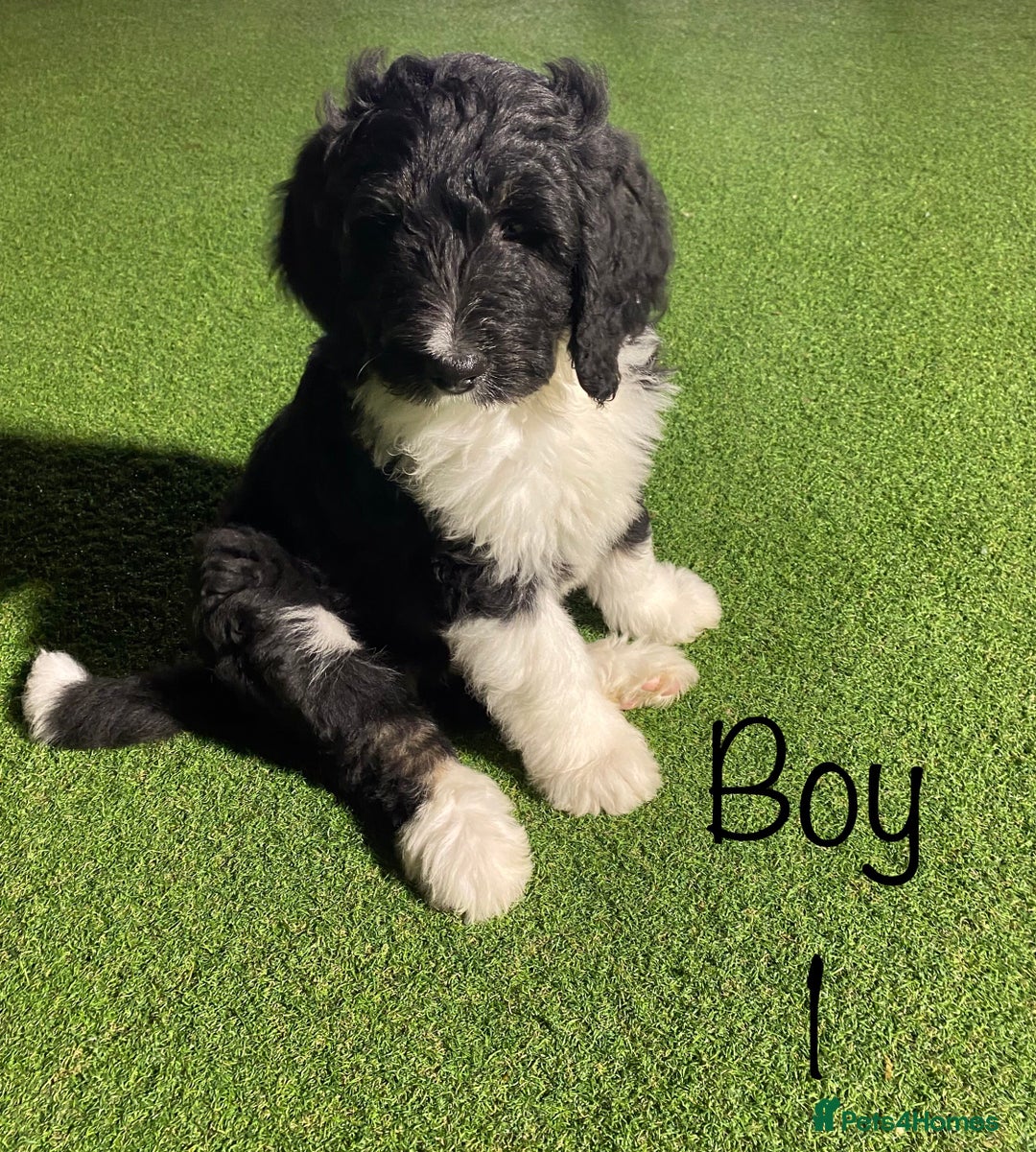 Bernedoodle dogs for sale: Tri-colour Bernedoodle  puppies  - Advert 3
