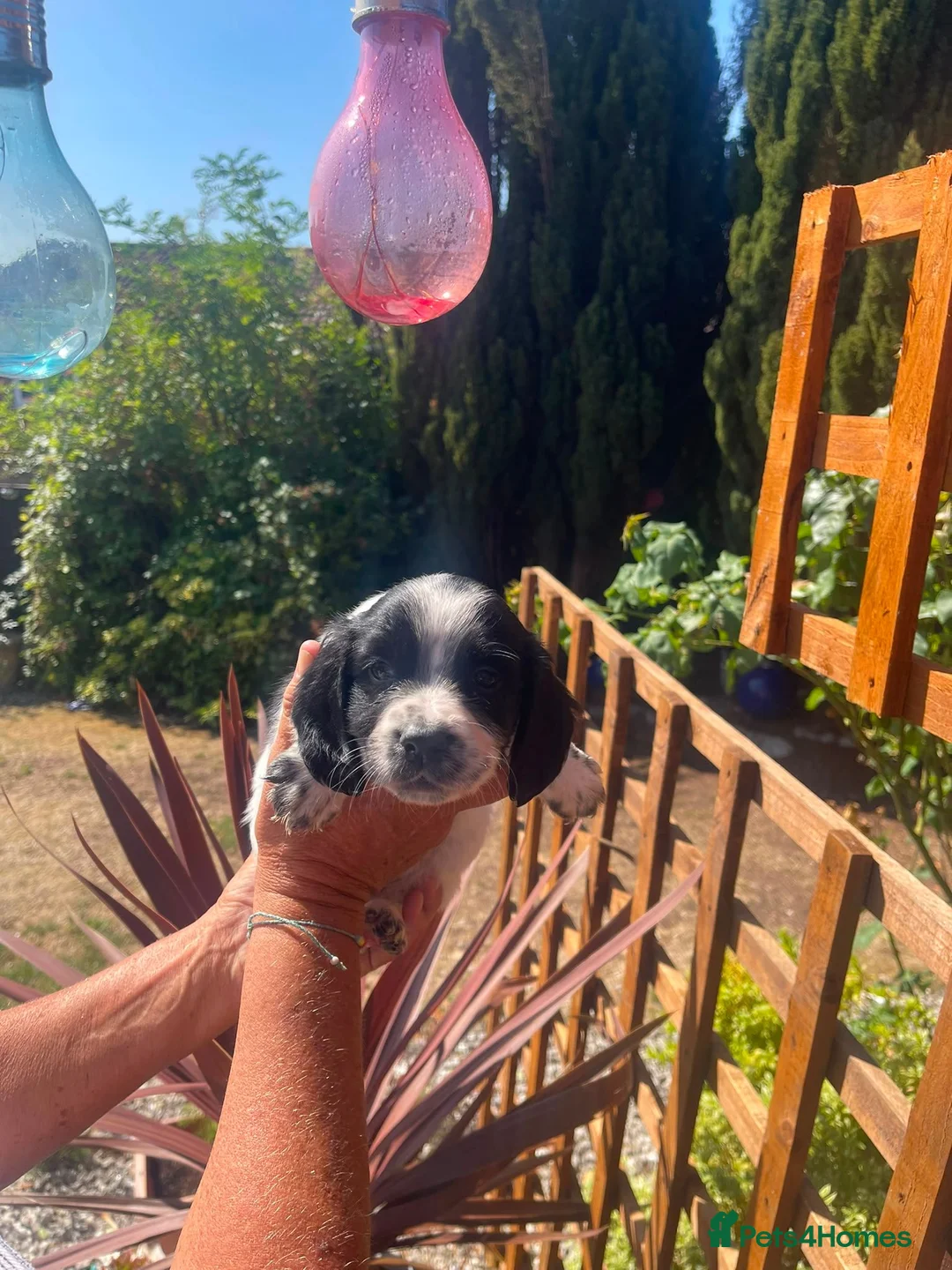Sprocker dogs for sale: Sprocker spaniel puppies in Dudley - Advert 2