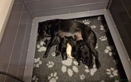 Labrador Retriever dogs for sale: Amalfilatte - Show Labrador Retriever Puppies - Image 4
