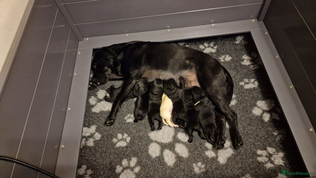 Labrador Retriever dogs for sale: Amalfilatte - Show Labrador Retriever Puppies - Image 4