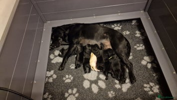 Labrador Retriever dogs - Advert 7