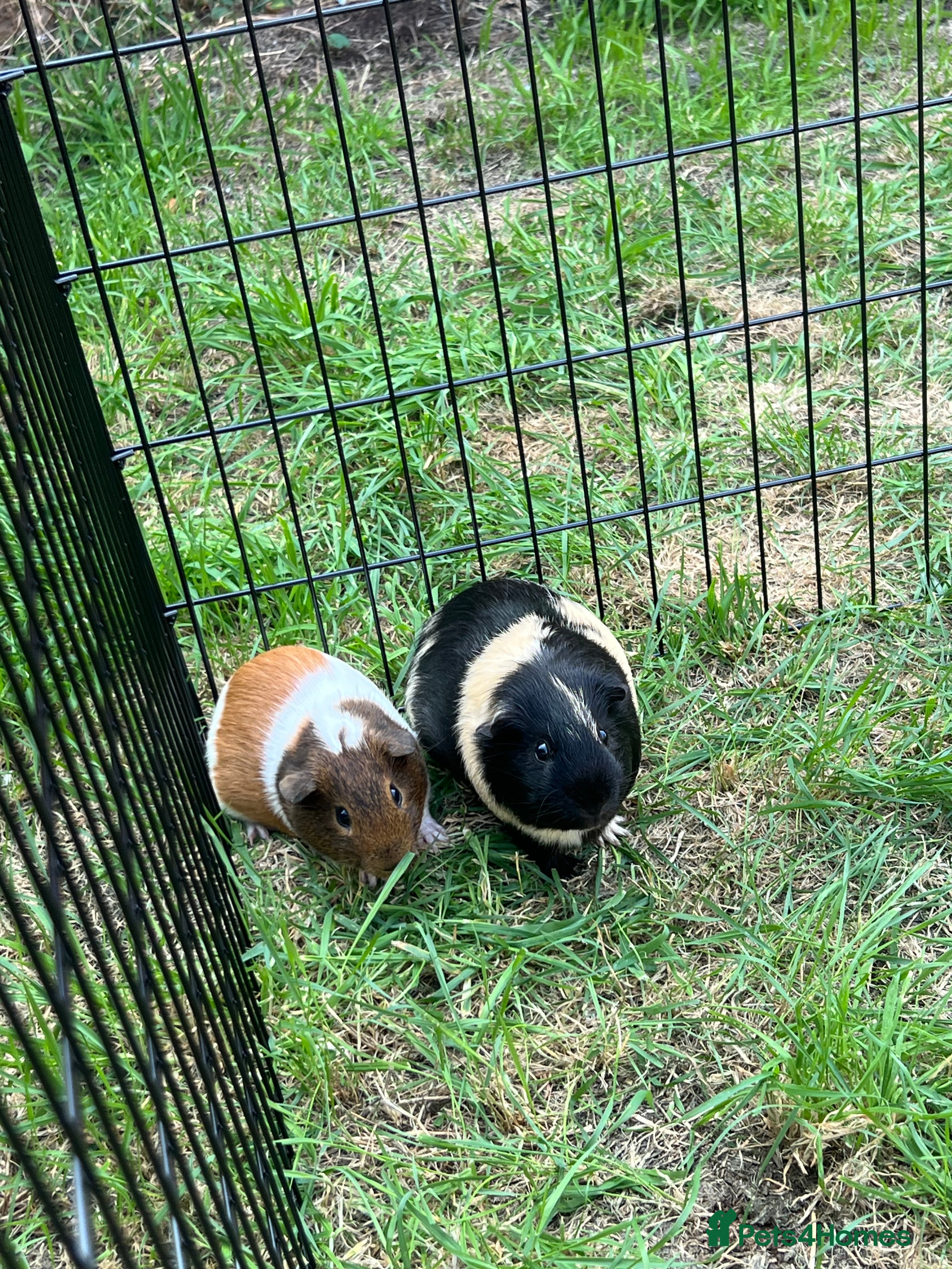 Guinea Pig rodents X2 gorgeous male guinea pigs  - Advert 1